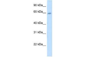 STS antibody used at 5 ug/ml to detect target protein. (STS antibody)