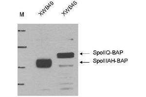 Western blot using  Anti-Biotin Ligase Epitope Tag antibody shows detection of the BLT Ligase Target in lysates of whole cell Bacillus subtilis strains producing either BAP-tagged (Biotin-Acceptor Peptide-tagged) SpoIIIAH (XWB49) (~ 25 kDa) or BAP-tagged SpoIIQ (XWB46) (~33 kDa). (Biotin Ligase Tag (BLT) antibody)