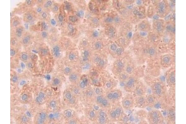 CD130/gp130 antibody  (AA 238-500)