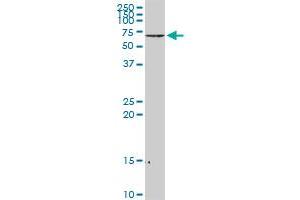 NEFL MaxPab rabbit polyclonal antibody. (NEFL antibody  (AA 1-543))