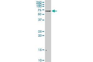 NEFL MaxPab rabbit polyclonal antibody. (NEFL antibody  (AA 1-543))