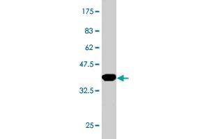 Western Blot detection against Immunogen (36. (SMARCD3 antibody  (AA 385-483))