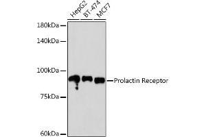 Western blot analysis of extracts of various cell lines, using Prolactin Receptor Rabbit mAb (ABIN1682845, ABIN3018570, ABIN3018571 and ABIN7101628) at 1:500 dilution.