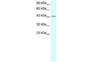 Human Jurkat; WB Suggested Anti-ALF Antibody Titration: 0. (GTF2A1L antibody  (N-Term))
