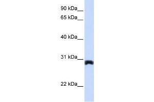 WB Suggested Anti-PEX11A Antibody Titration:  0. (PEX11A antibody  (Middle Region))