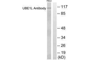 Western blot analysis of extracts from HeLa cells, using UBE1L antibody. (UBA7 antibody  (C-Term))