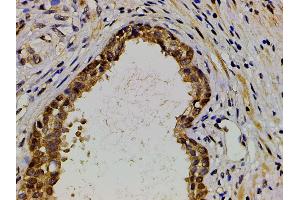 Immunohistochemistry (IHC) image for anti-Ephrin B2 (EFNB2) (C-Term) antibody (ABIN6261455)
