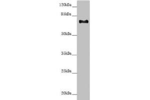 CEP72 antibody  (AA 200-460)
