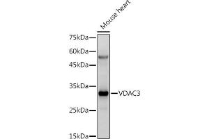 Western blot analysis of extracts of Mouse heart, using VD antibody (ABIN6130775, ABIN6150077, ABIN6150078 and ABIN6214830) at 1:500 dilution. (VDAC3 antibody  (AA 1-283))