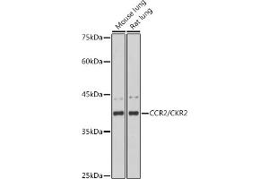Western blot analysis of extracts of various cell lines, using CCR2/CKR2 antibody (ABIN7266304) at 1:1000 dilution. (CCR2 antibody)