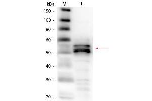 Western Blot of Goat anti-Fibrinogen Antibody (Human Plasma) Biotin Conjugated. (Fibrinogen antibody  (Biotin))