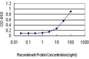 Detection limit for recombinant GST tagged RAD17 is approximately 1ng/ml as a capture antibody. (RAD17 antibody  (AA 1-110))