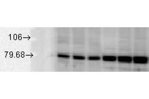 GRP78, rat tissues.