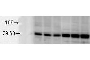 GRP78, rat tissues. (GRP78 antibody)