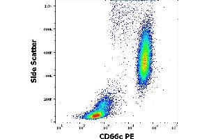 Flow cytometry surface staining pattern of human peripheral whole blood stained using anti-human CD66c (B6. (CEACAM6 antibody  (PE))