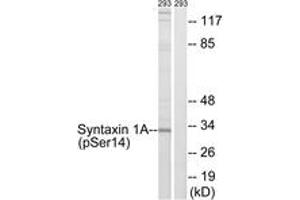 Western blot analysis of extracts from 293 cells, using Syntaxin 1A (Phospho-Ser14) Antibody.