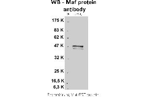 Image no. 1 for anti-V-Maf Musculoaponeurotic Fibrosarcoma Oncogene Homolog (Avian) (MAF) antibody (ABIN346927)