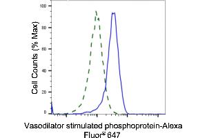 Validation of Vasodilator stimulated phosphoprotein knockdown using flow cytometry. (Recombinant VASP antibody)