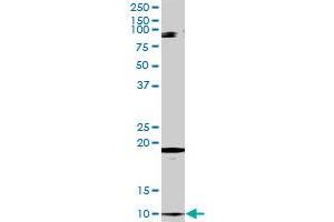 CLPS MaxPab rabbit polyclonal antibody.