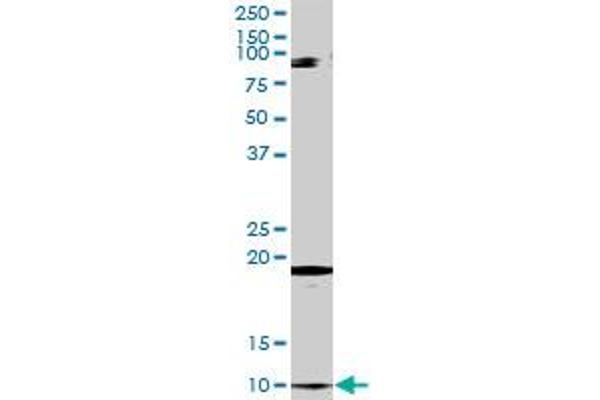 CLPS antibody  (AA 1-112)