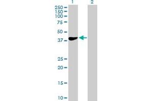 Western Blot analysis of HEMK1 expression in transfected 293T cell line by HEMK1 MaxPab polyclonal antibody. (HEMK1 antibody  (AA 1-338))