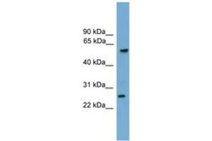 Image no. 1 for anti-Granzyme A (Granzyme 1, Cytotoxic T-Lymphocyte-Associated serine Esterase 3) (GZMA) (C-Term) antibody (ABIN6745578)
