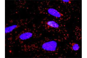 Proximity Ligation Analysis of protein-protein interactions between APPL1 and AKT1. (AKT1 antibody  (AA 381-480))