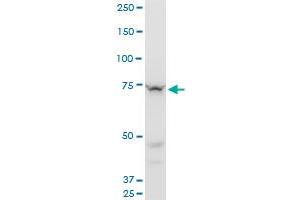 SETX monoclonal antibody (M05), clone 2A9. (Senataxin (SETX) (AA 2579-2676) antibody)