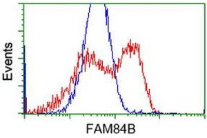 HEK293T cells transfected with either RC207996 overexpress plasmid (Red) or empty vector control plasmid (Blue) were immunostained by anti-FAM84B antibody (ABIN2453027), and then analyzed by flow cytometry. (FAM84B antibody)