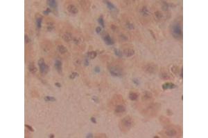 IHC-P analysis of Rat Tissue, with DAB staining. (Kallikrein 6 antibody  (AA 26-261))