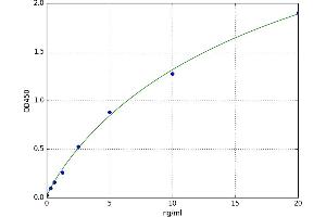 Wingless-Type MMTV Integration Site Family, Member 5A (WNT5A) ELISA Kit