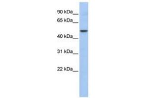 Image no. 1 for anti-WD Repeat, Sterile alpha Motif and U-Box Domain Containing 1 (WDSUB1) (AA 396-445) antibody (ABIN6740823)