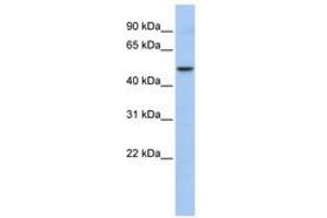 Image no. 1 for anti-WD Repeat, Sterile alpha Motif and U-Box Domain Containing 1 (WDSUB1) (AA 396-445) antibody (ABIN6740823) (WDSUB1 antibody  (AA 396-445))