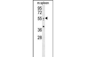 Western blot analysis in mouse spleen tissue lysates (35ug/lane). (PAX7 antibody  (C-Term))