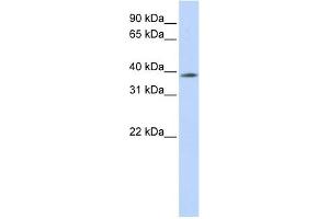 WB Suggested Anti-MBD2 Antibody Titration:  0. (MBD2 antibody  (N-Term))