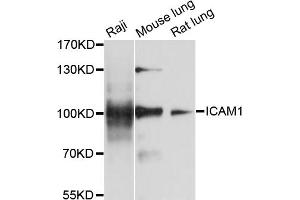 Western blot analysis of extracts of various cell lines, using ICAM1 antibody (ABIN5973260) at 1/1000 dilution. (ICAM1 antibody)