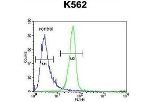 ANR52 Antibody (N-term) flow cytometric analysis of K562 cells (right histogram) compared to a negative control cell (left histogram). (ANKRD52 antibody  (N-Term))