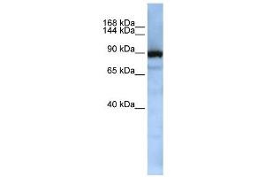 XPOT antibody used at 1 ug/ml to detect target protein. (XPOT antibody)