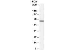 Western blot testing of human peripheral blood mononucleocyte lysate with GNRHR antibody at 0. (GNRHR antibody)