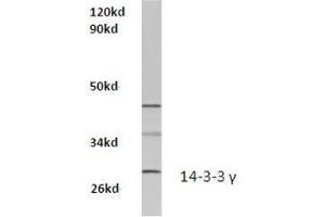 Western blot analysis of 14-3-3 gamma Antibody  in extracts from Hela cells at 1/500 dilution. (14-3-3 gamma antibody)