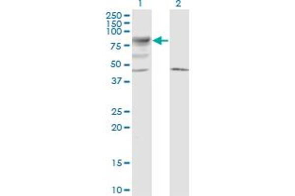 LRRN2 anticorps  (AA 532-630)