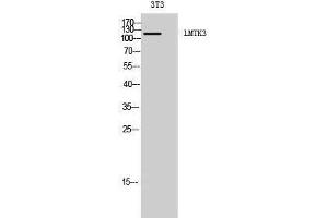 Western Blotting (WB) image for anti-Lemur Tyrosine Kinase 3 (LMTK3) (C-Term) antibody (ABIN3185397) (LMTK3 antibody  (C-Term))