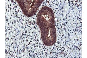 Image no. 3 for anti-Arginyl Aminopeptidase (Aminopeptidase B) (RNPEP) antibody (ABIN1500729) (RNPEP antibody)