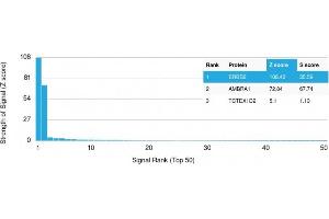 Analysis of Protein Array containing more than 19,000 full-length human proteins using HER-2 Mouse Monoclonal Antibody (ERBB2/2452). (ErbB2/Her2 antibody  (AA 311-462))