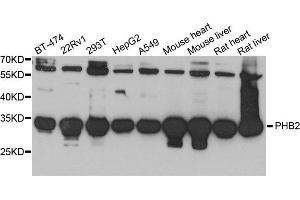 Western blot analysis of extract of various cells, using PHB2 antibody. (Prohibitin 2 antibody)