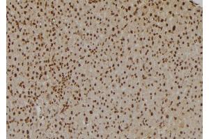 ABIN6275831 at 1/100 staining Rat liver tissue by IHC-P. (TRAF2 antibody  (C-Term))