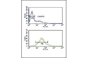 PDK2 Antibody (ABIN653784 and ABIN2843071) flow cytometric analysis of Jurkat cells (bottom histogram) compared to a negative control cell (top histogram). (PDK2 antibody)