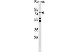 Western blot analysis in Ramos cell line lysates (35ug/lane) using MTA3 Antibody (C-term). (MTA3 antibody  (C-Term))