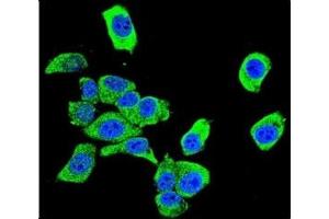 Immunofluorescence (IF) image for anti-Parkinson Protein 7 (PARK7) (AA 1-30) antibody (ABIN3032158)