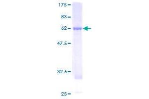 Activator of HSP90 ATPase Activity 1 (AHSA1) (AA 1-338) protein (GST tag)